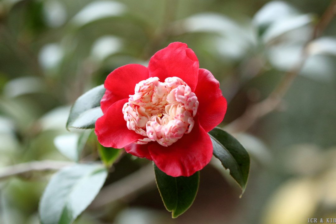 bokuhan-cultivars-international-camellia-register