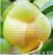 Camellia longgangensis