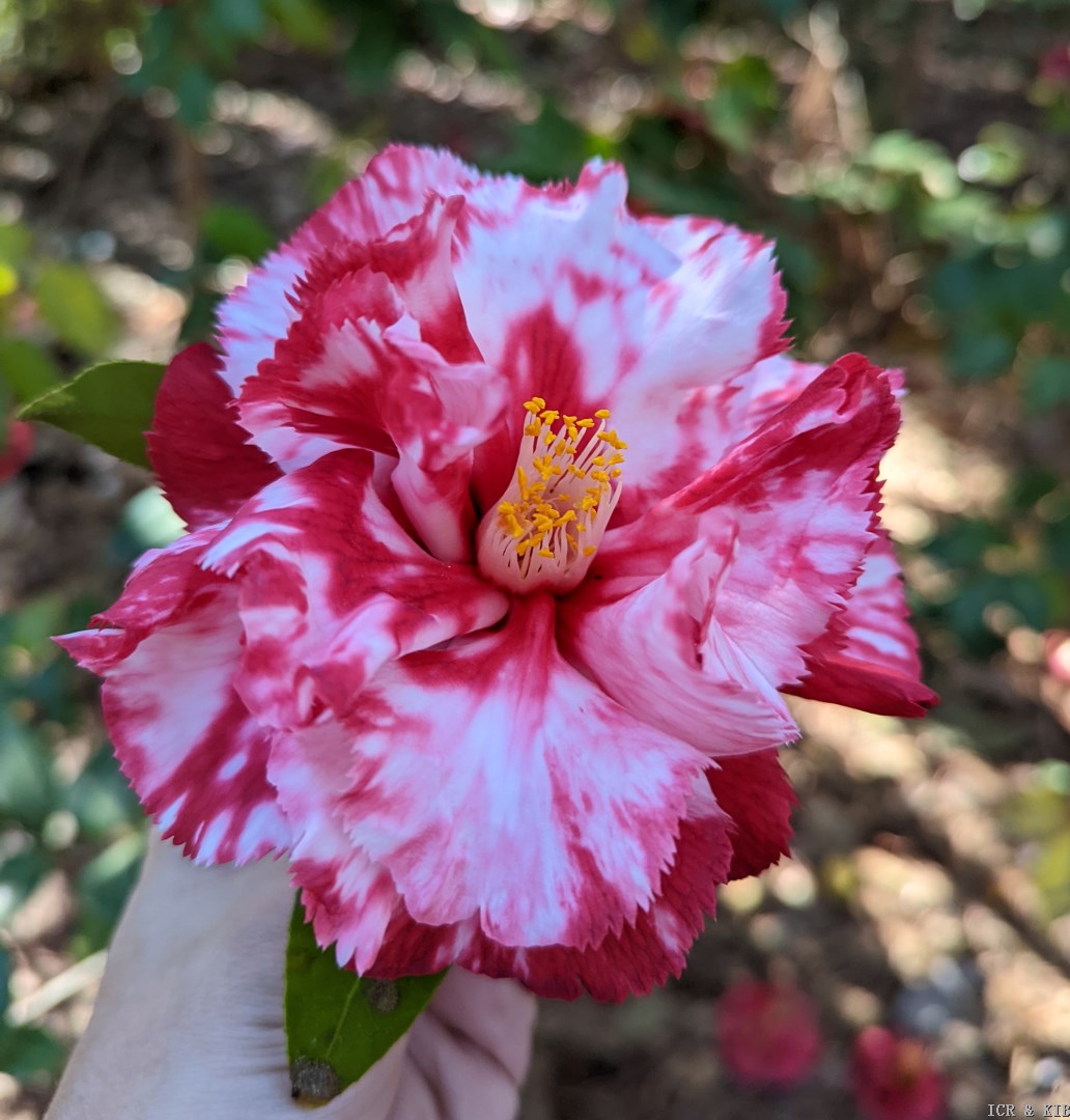 Ville de NantesCultivarsInternational Camellia Register