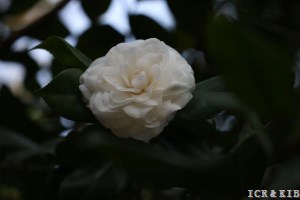 Alba Plena