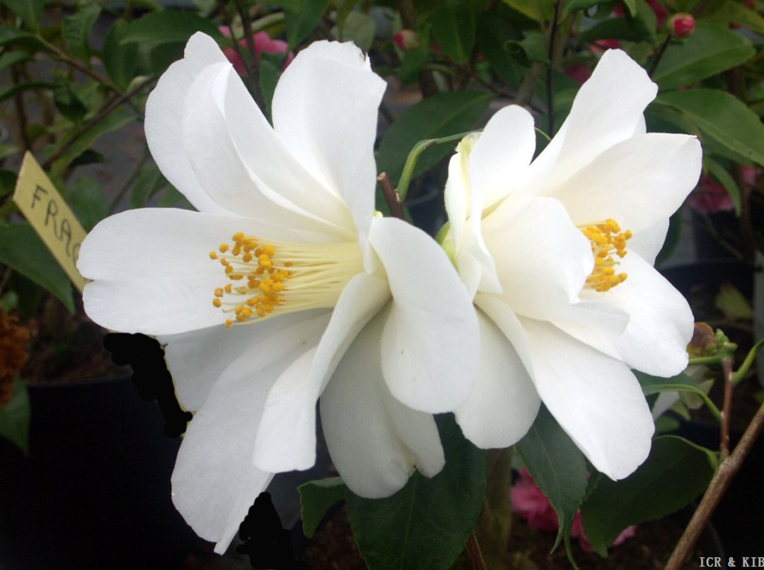 Lily PonsCultivarsInternational Camellia Register