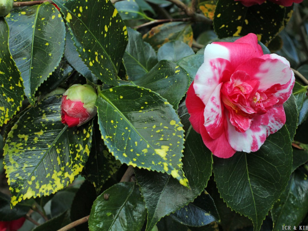 Camellia japonica 'Lady Vere de Vere'