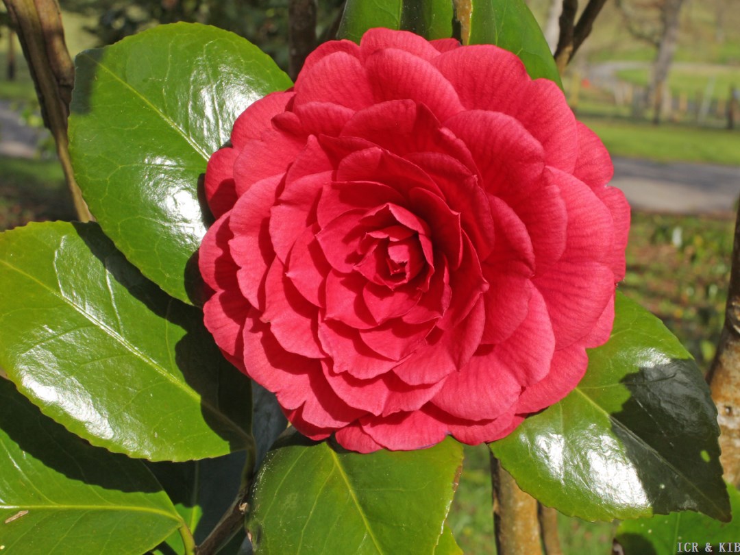 Camellia japonica 'Prince Murat'