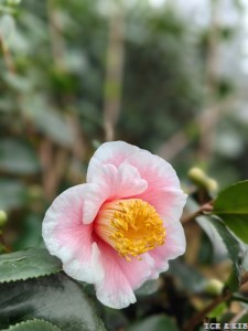 Hana-akari