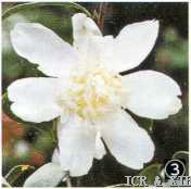 Funaki-yokomoku-Photos-International Camellia Register