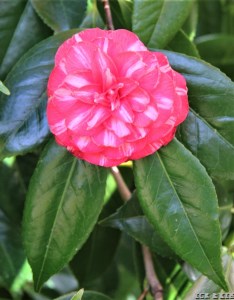 Arciduchessa Augusta